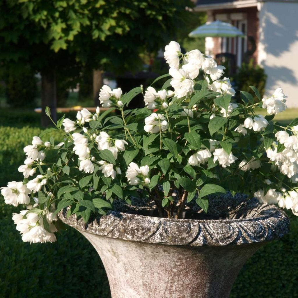 Philadelphus Little White Love - Seringat nain.