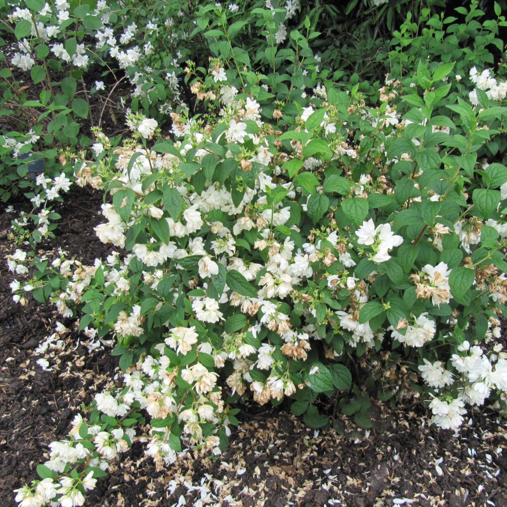 Seringat - Philadelphus Snowbelle