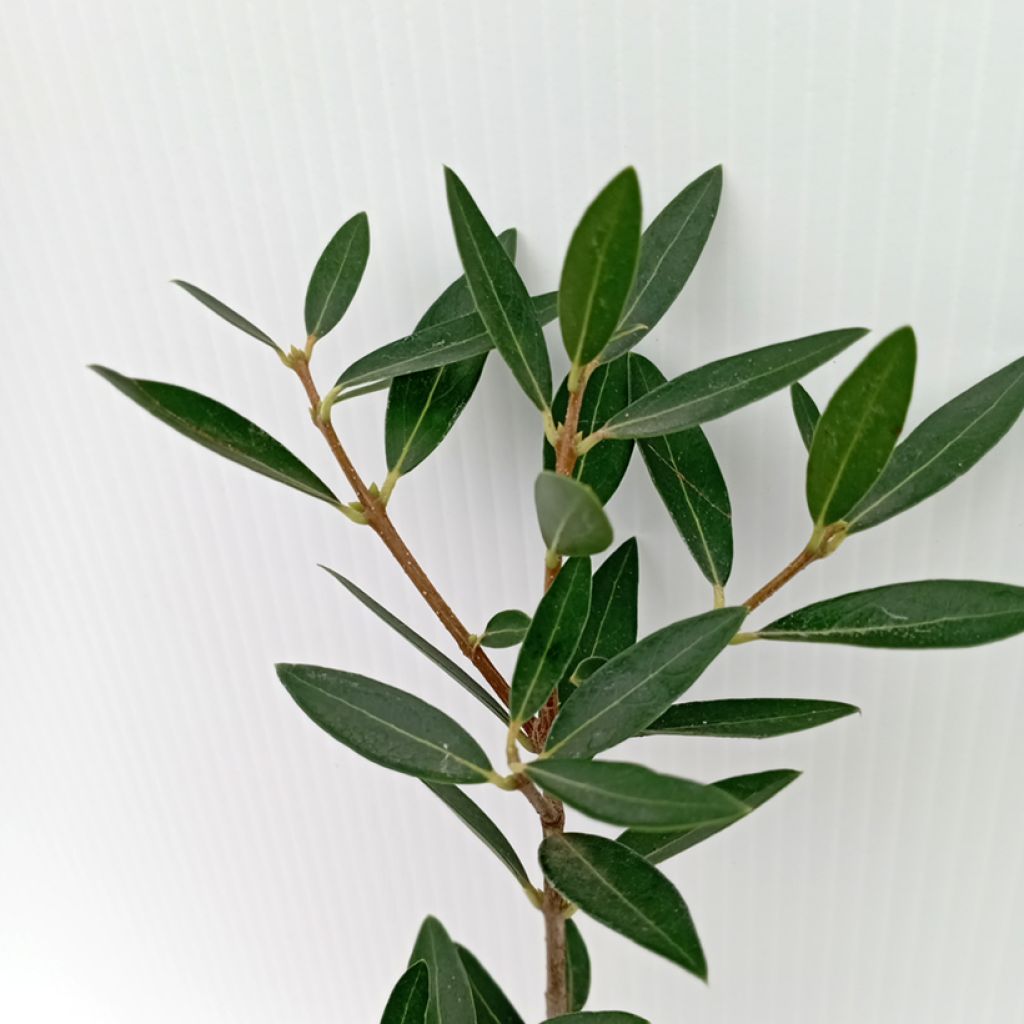 Phillyrea angustifolia GreenQuick - Filaire à feuilles étroites