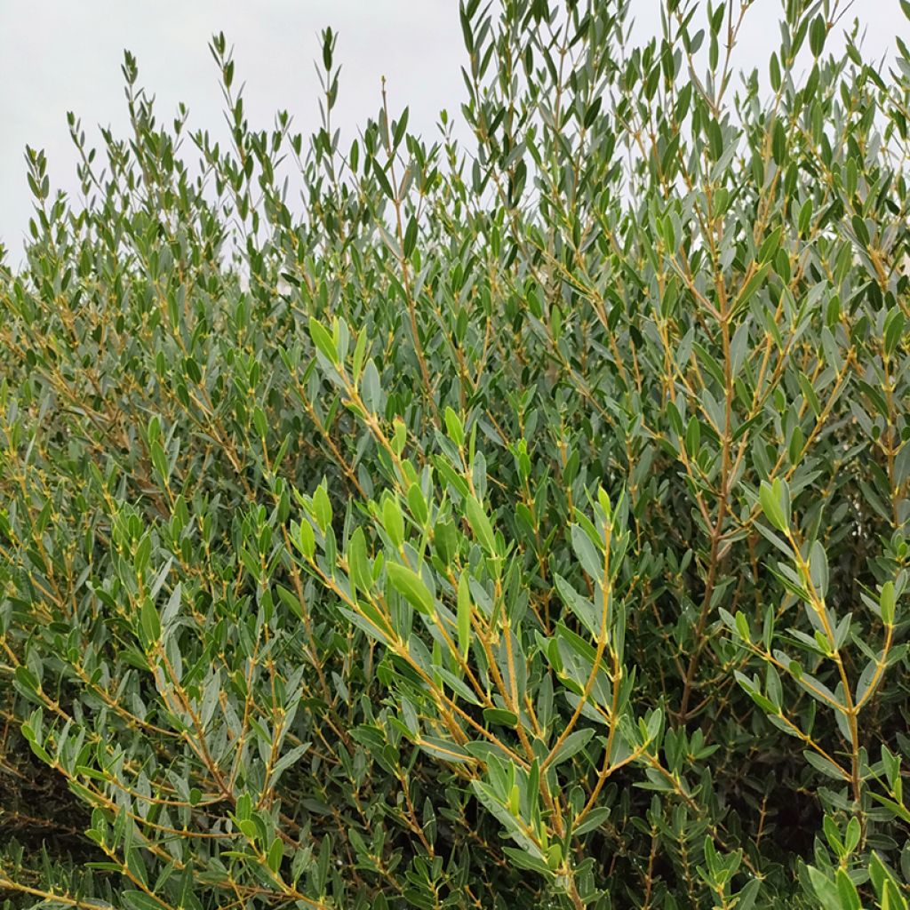 Phillyrea angustifolia GreenQuick - Filaire à feuilles étroites
