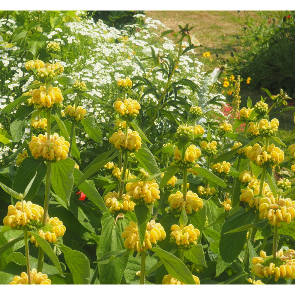 Phlomis de Russell - Phlomis russeliana