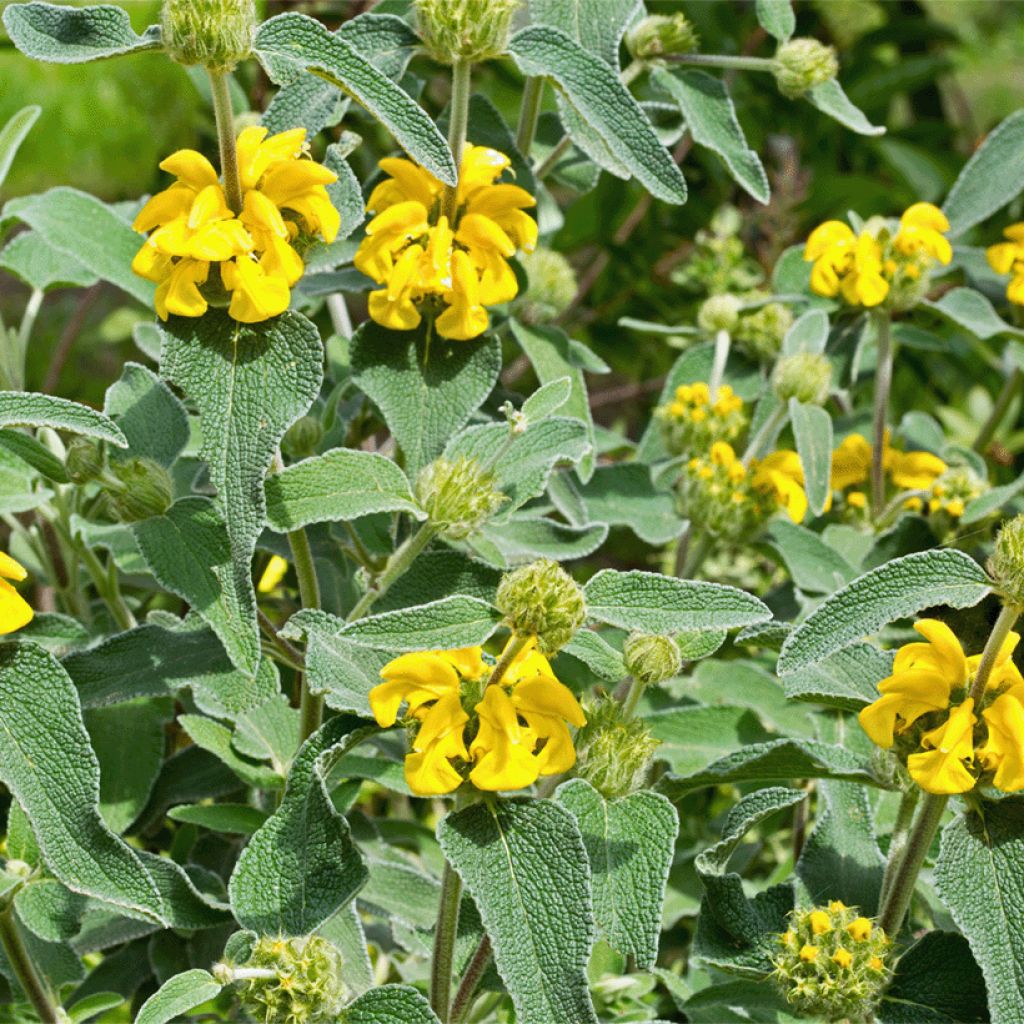 Phlomis bourgaei - Sauge de Jérusalem