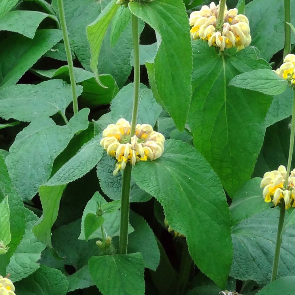 Phlomis de Russell - Phlomis russeliana