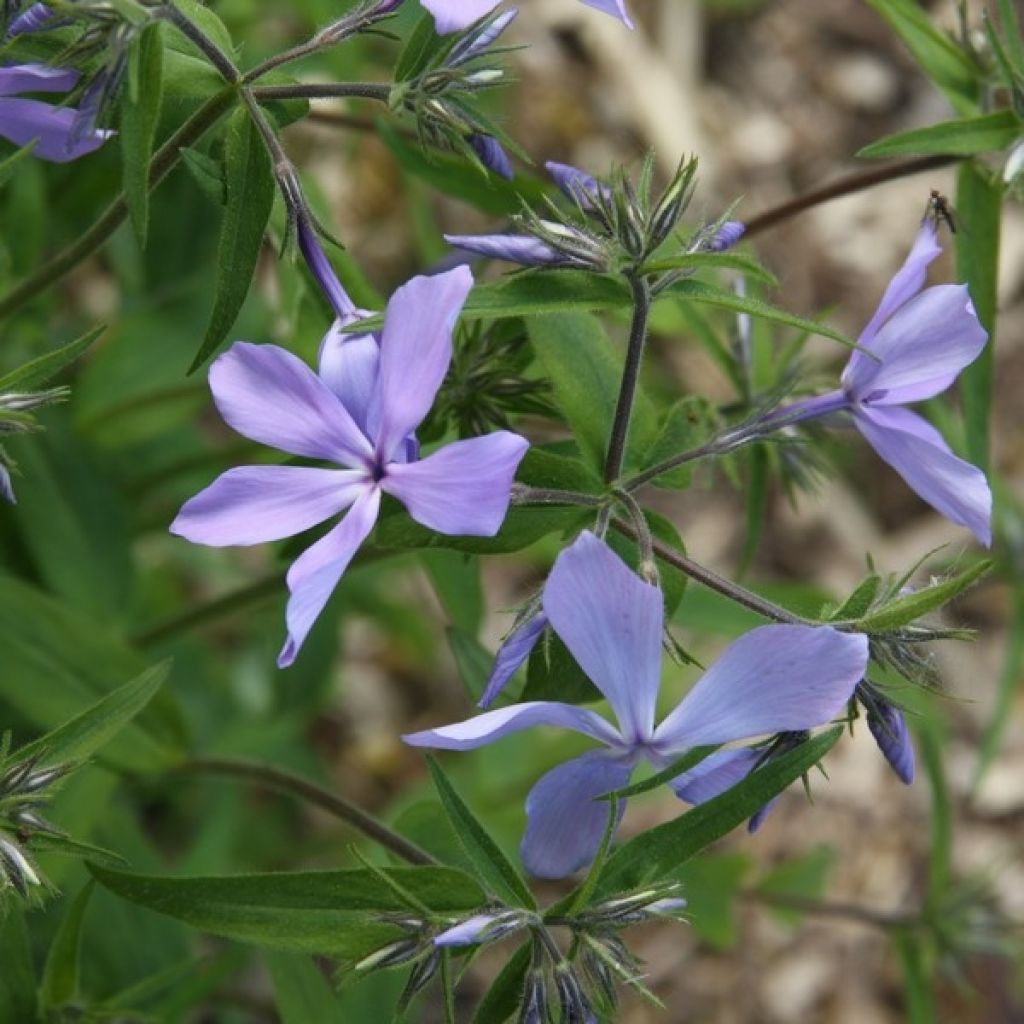 Phlox divaricata Clouds of Perfume