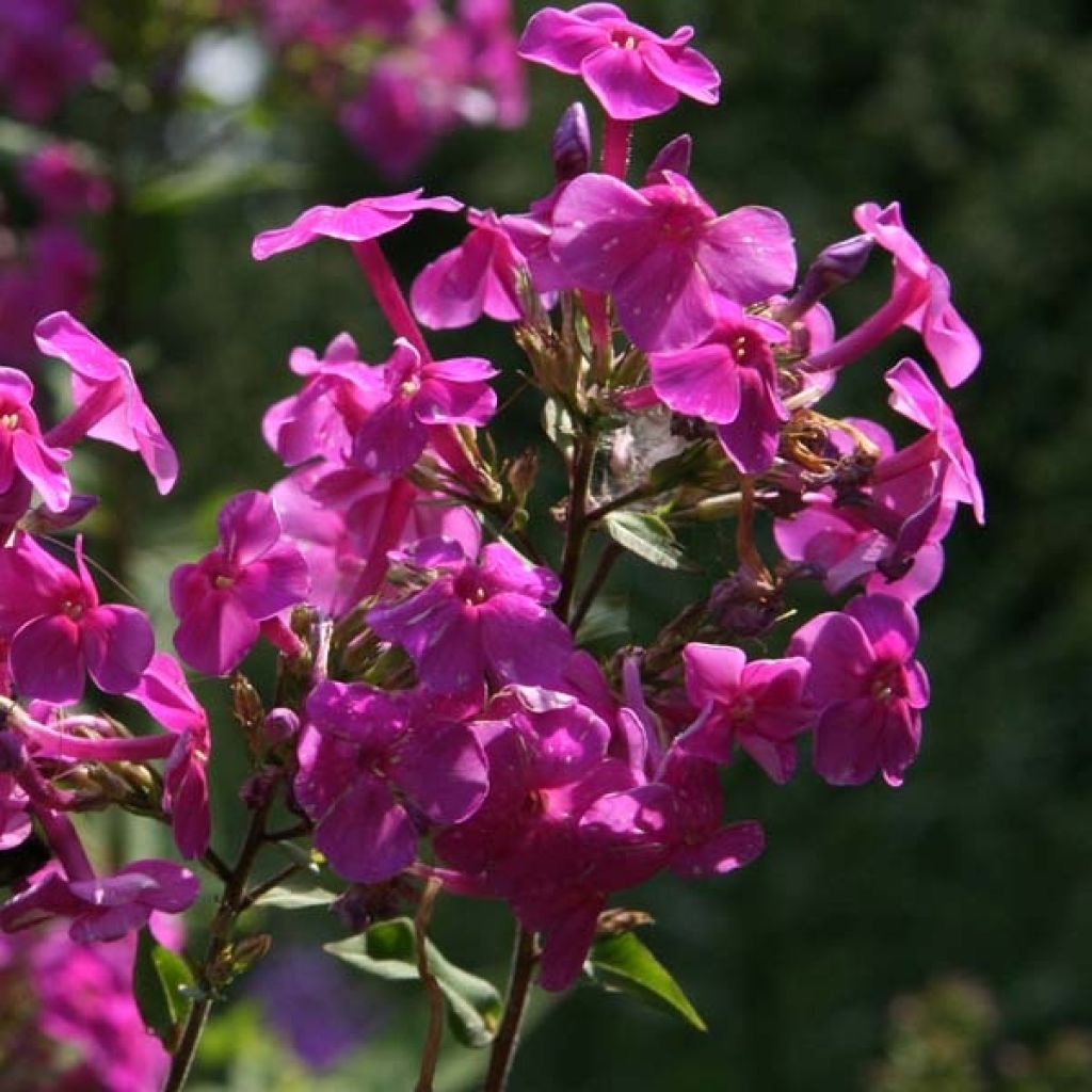 Phlox paniculata Eden s Glow