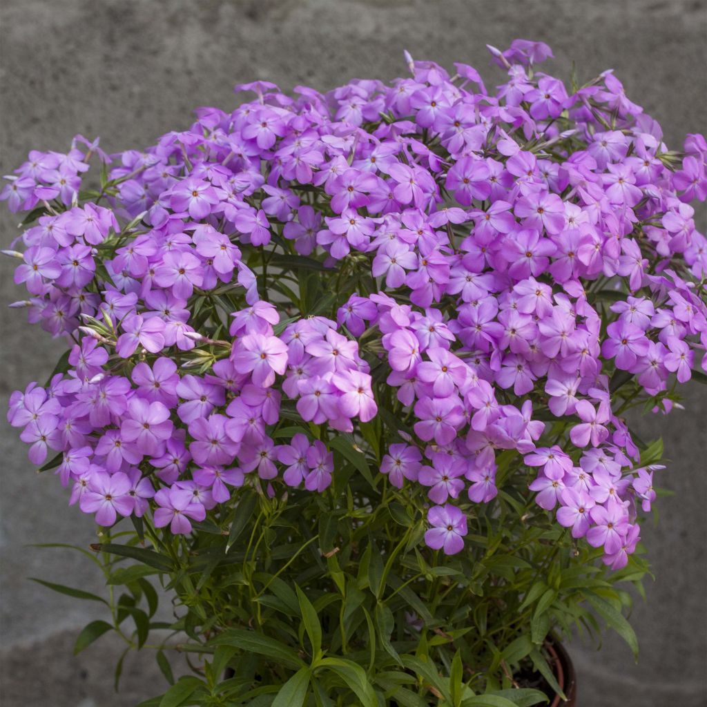 Phlox hybride Forever Pink - Phlox nain