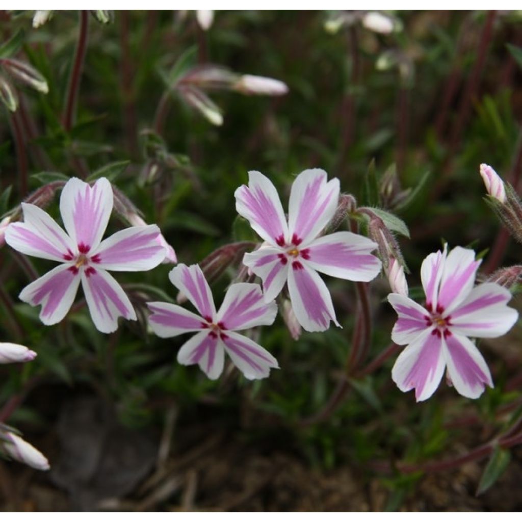 Phlox mousse Candy Stripes - Phlox subulata