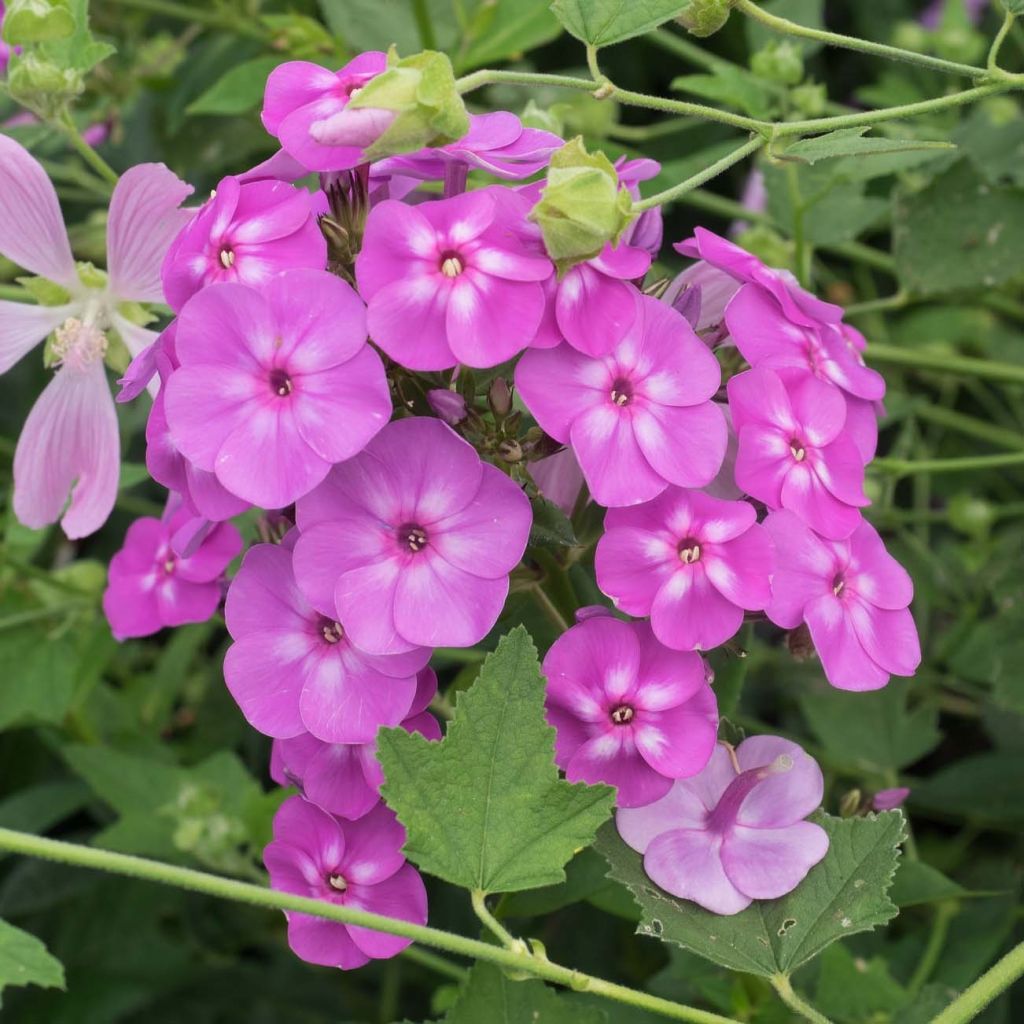 Phlox paniculata Blue Paradise