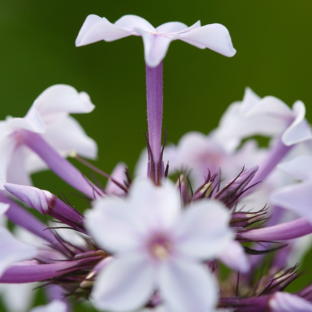 Phlox paniculata Flame Marine - Phlox paniculé