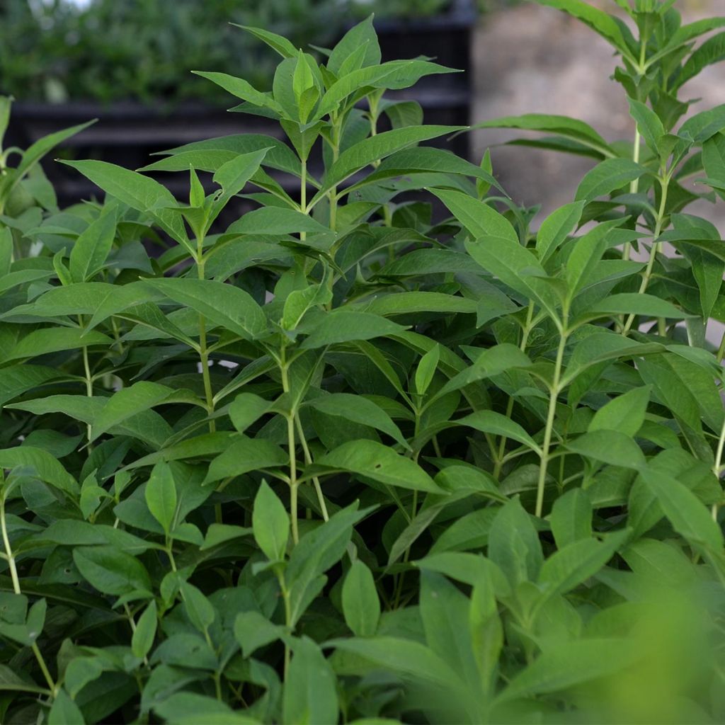 Phlox paniculata Fujiyama