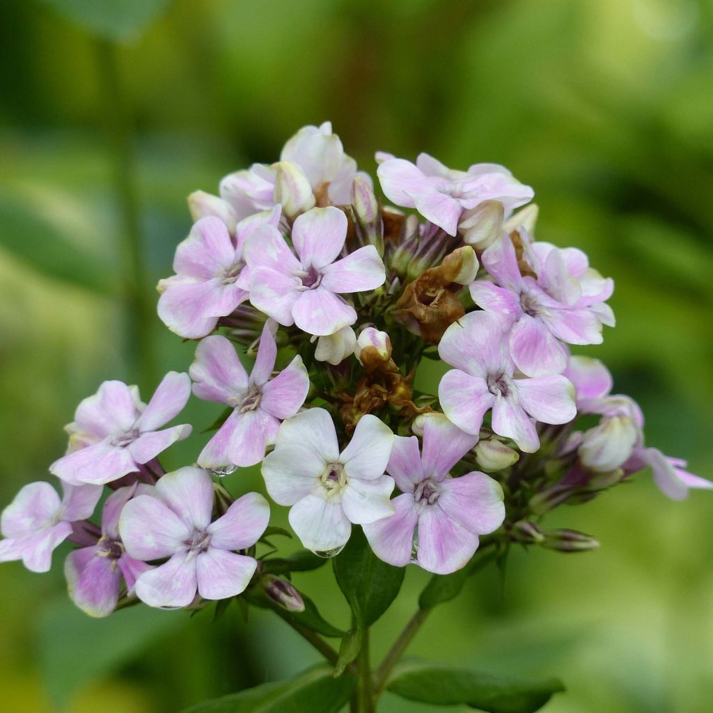 Phlox paniculata Sherbet Blend® - Phlox paniculé vert anis et rose violacé