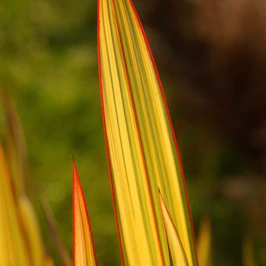 Lin de Nouvelle-Zélande - Phormium Apricot Queen