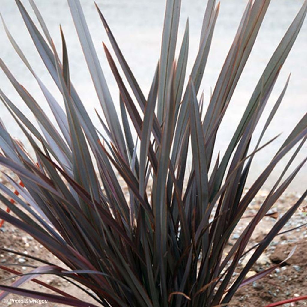 Phormium Dark Delight - Lin de Nouvelle-Zélande