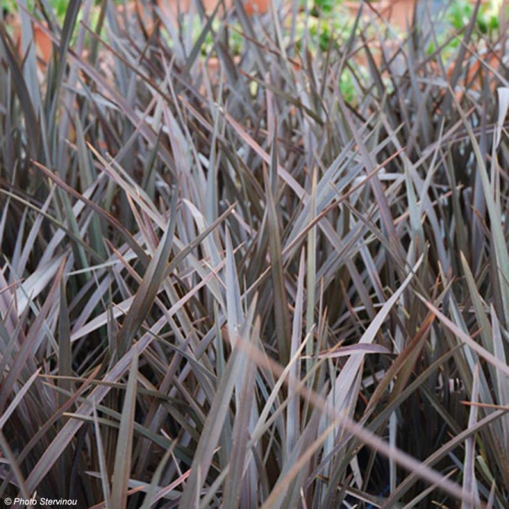 Phormium Dark Delight - Lin de Nouvelle-Zélande