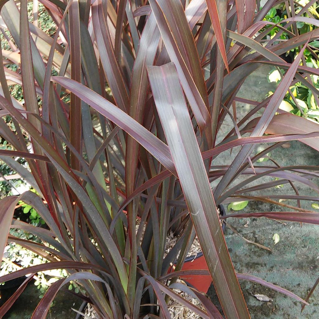 Phormium tenax Purpureum - Lin de Nouvelle-Zélande
