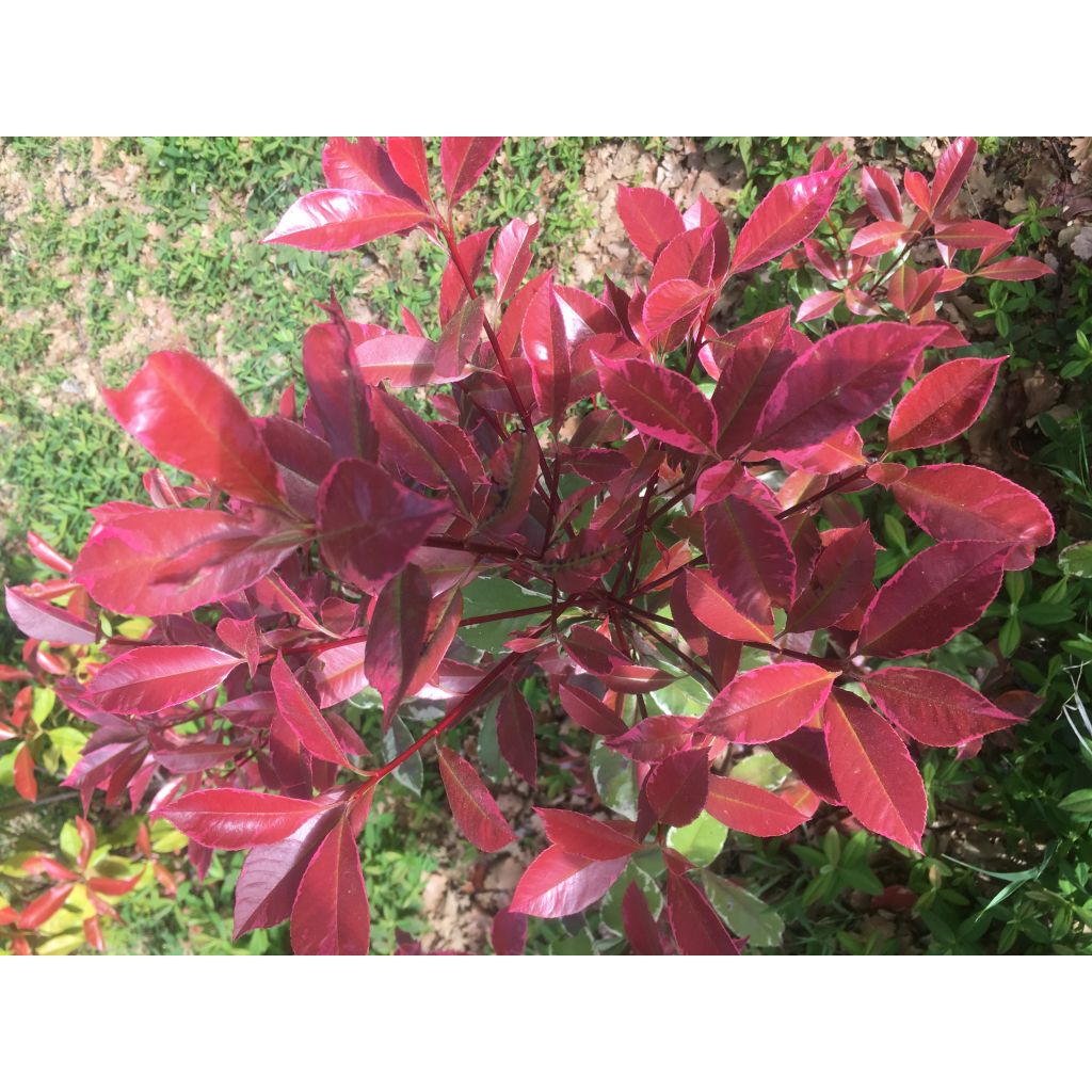 Photinia fraseri Louise