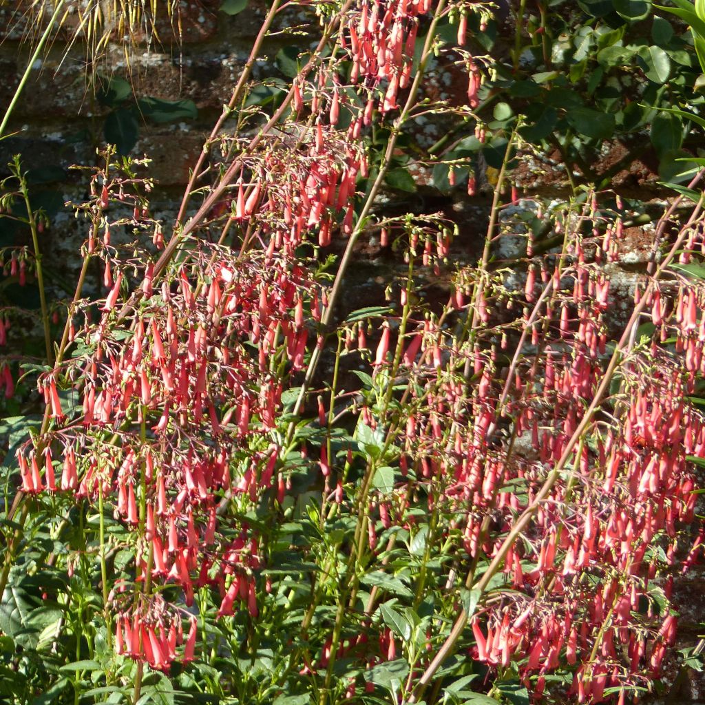 Fuchsia du Cap - Phygelius rectus African Queen