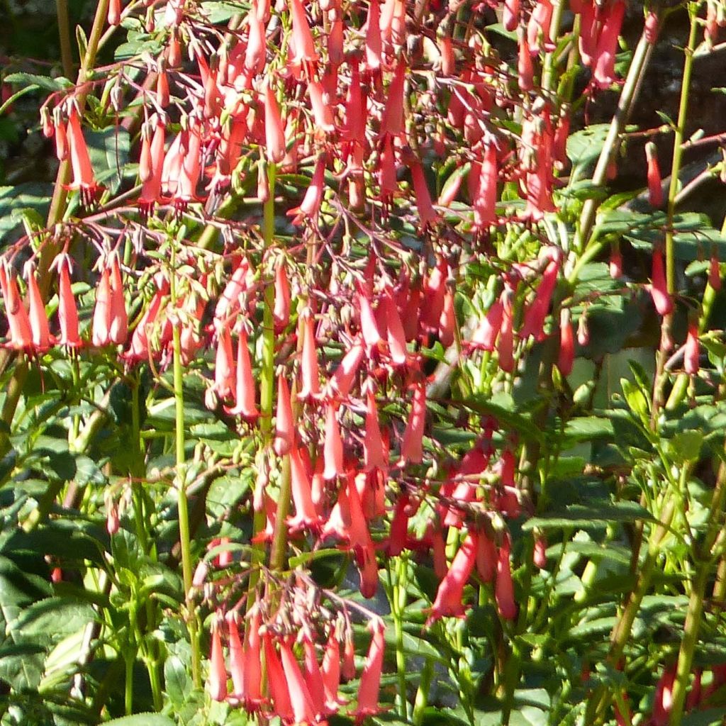 Fuchsia du Cap - Phygelius rectus African Queen