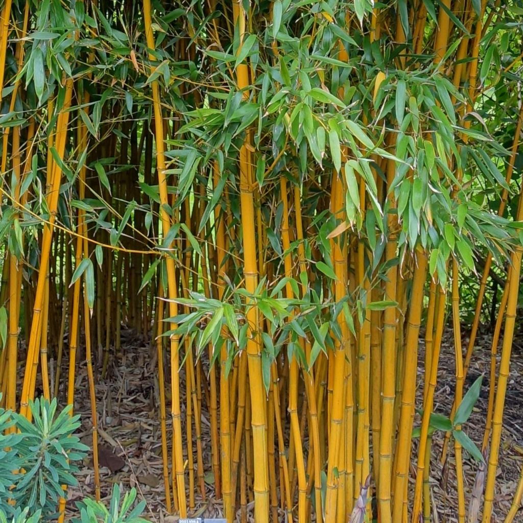 Phyllostachys vivax Aureocaulis - Bambou géant