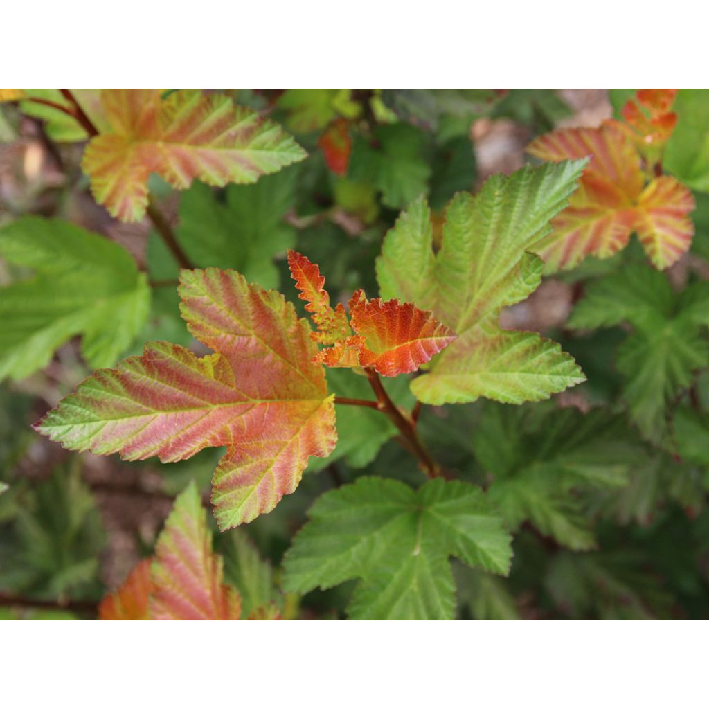 Physocarpus opulifolius Amber Jubilee