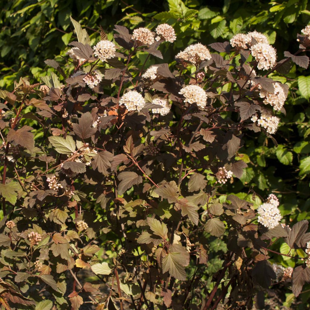 Physocarpus opulifolius Diable D'Or - Physocarpe à feuilles cuivre