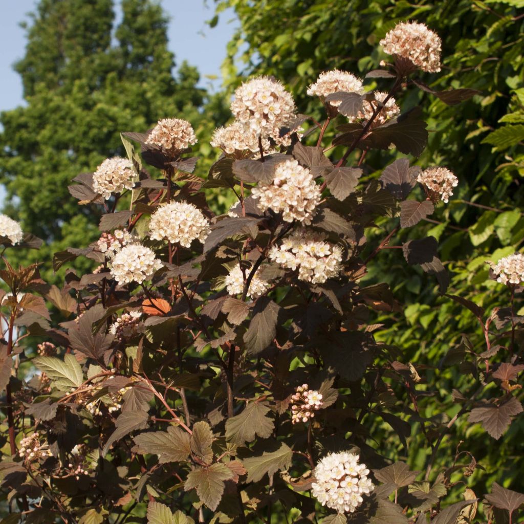 Physocarpus opulifolius Diable D'Or - Physocarpe à feuilles cuivre