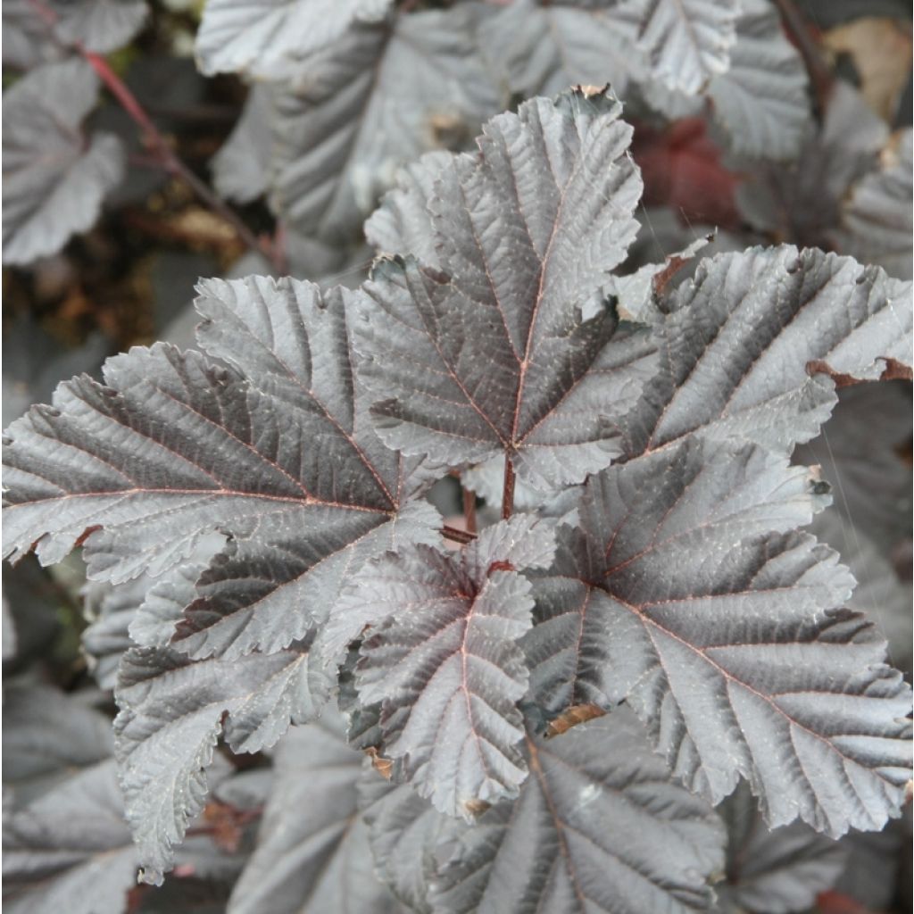 Physocarpus Midnight - Physocarpe à feuille d'obier