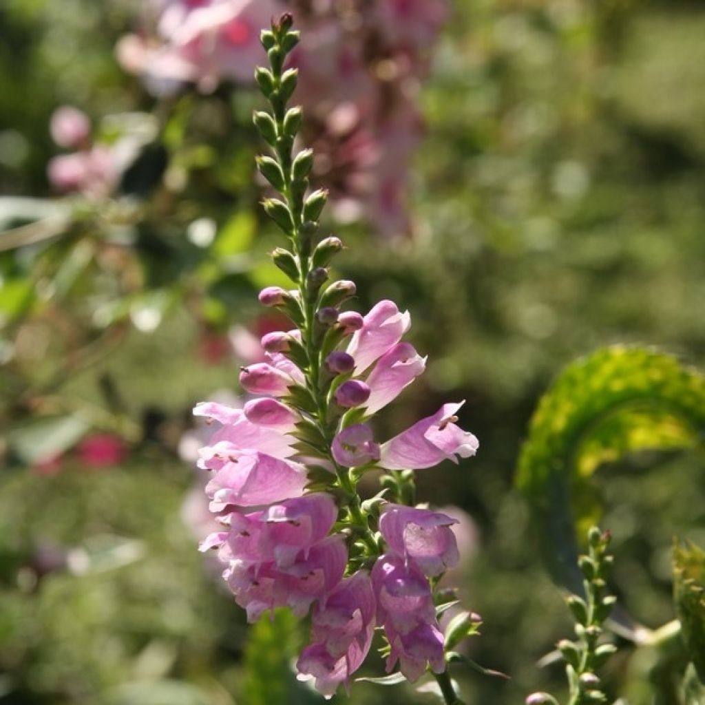 Physostegia virginiana Bouquet Rose - Cataleptique