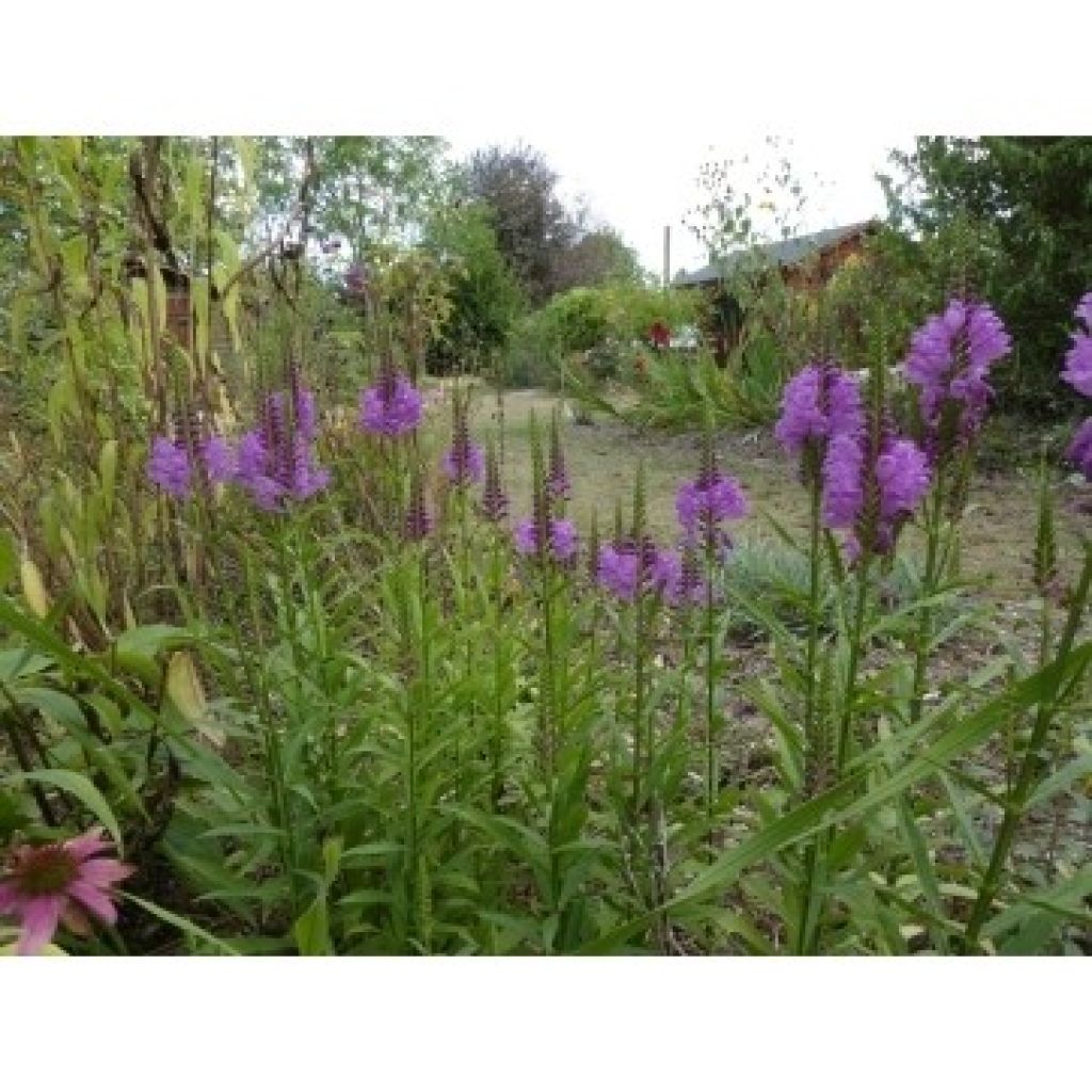 Physostegia virginiana Vivid - Cataleptique