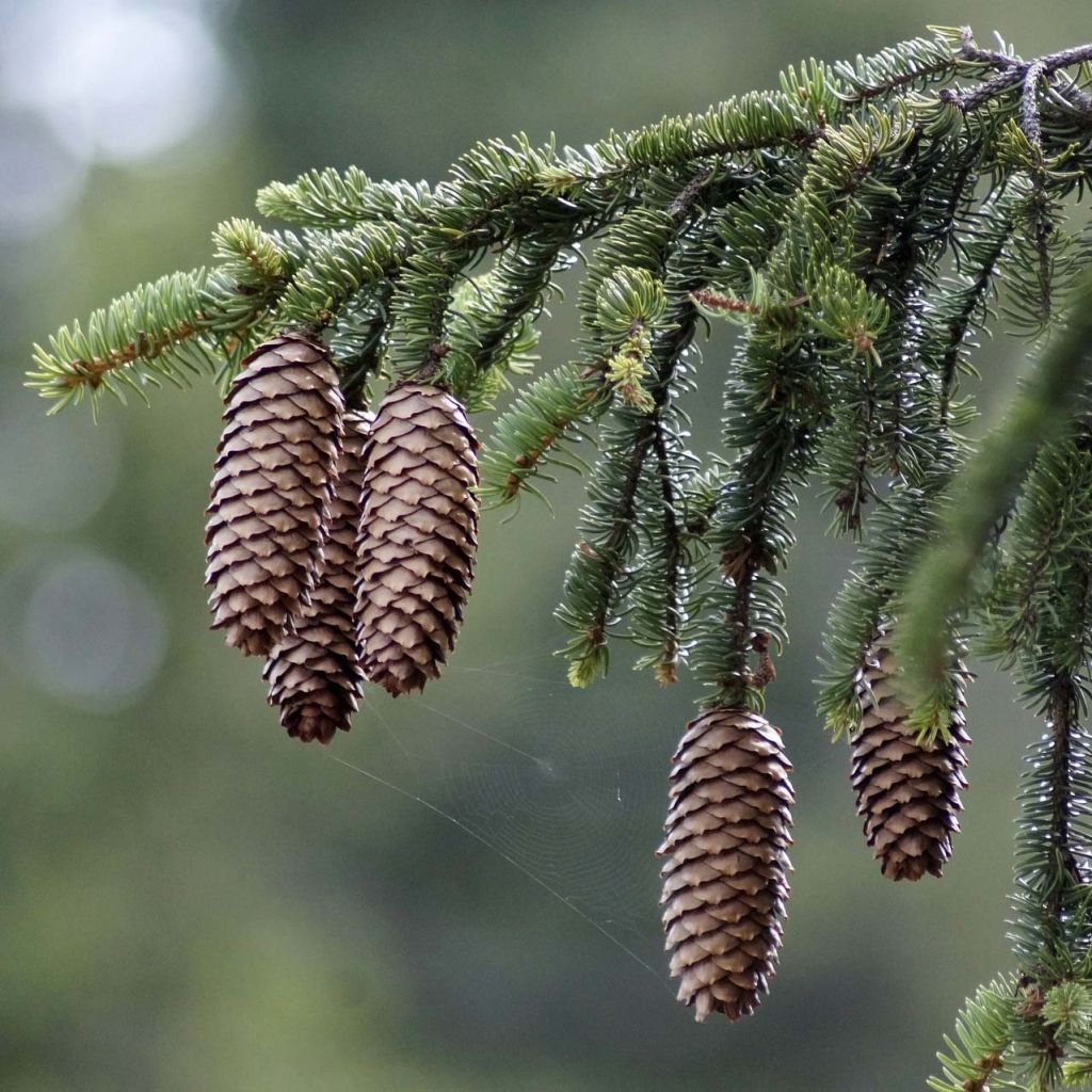 Epicéa commun - Picea abies