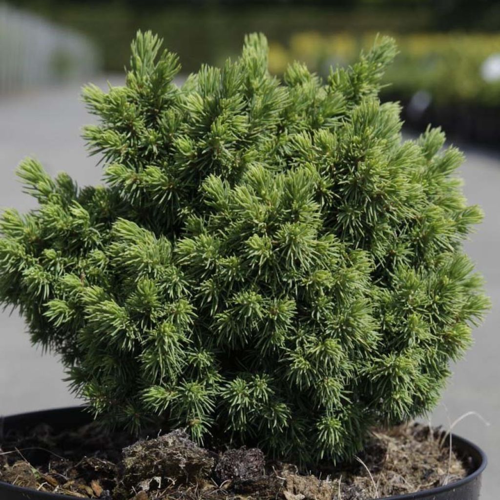 Épicéa - Picea abies Jalako Gold