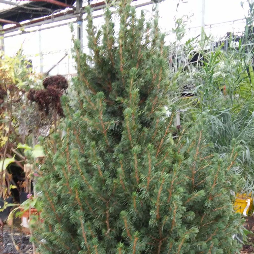 Picea glauca December - Épinette blanche 