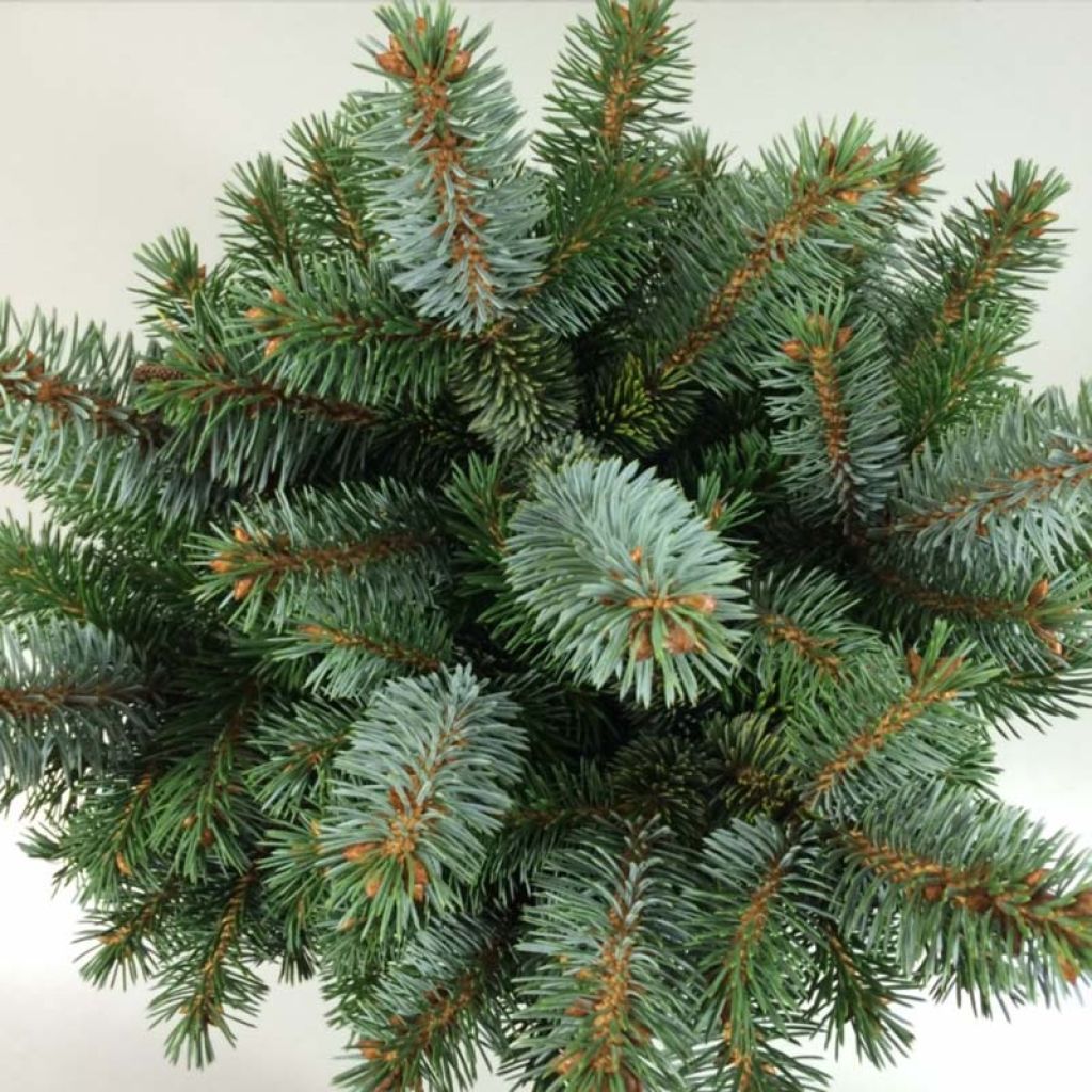 Épicéa de Sitka - Picea sitchensis Silberzwerg