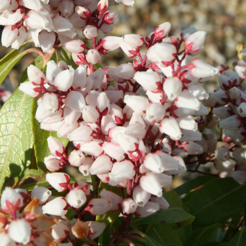 Andromède du Japon - Pieris Bonfire