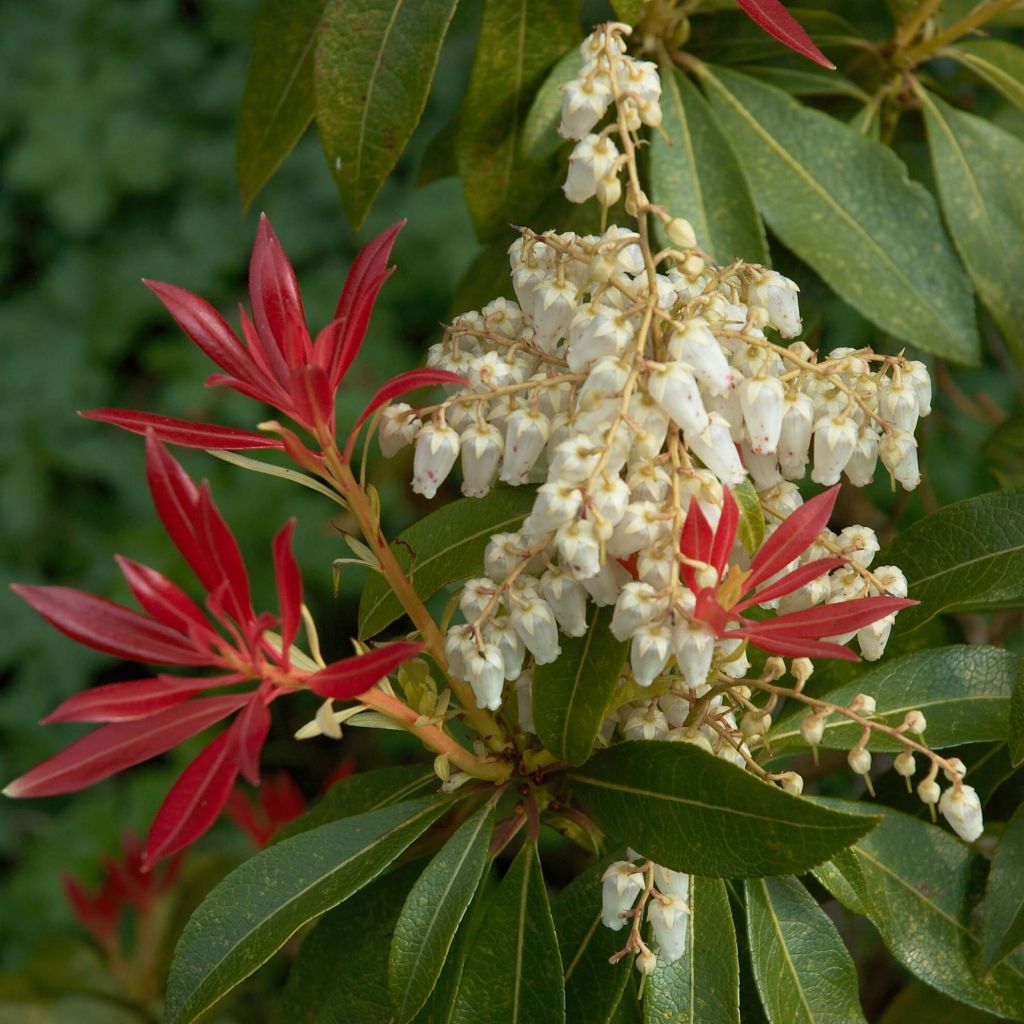 Andromède du Japon - Pieris japonica Forest Flame