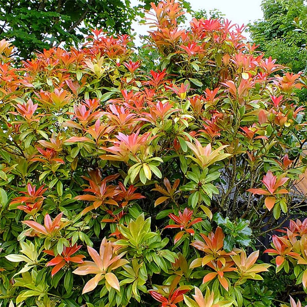 Andromède du Japon - Pieris japonica Forest Flame