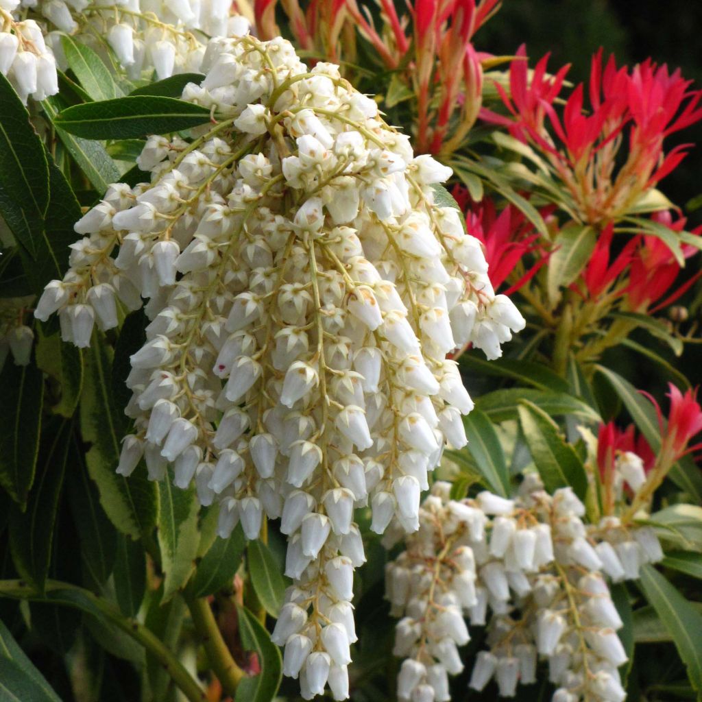 Andromède du Japon - Pieris japonica Forest Flame