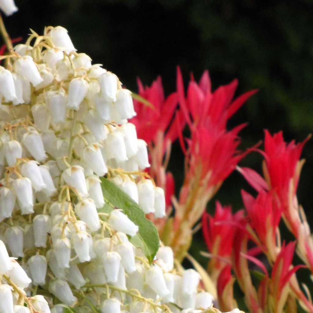 Andromède du Japon - Pieris japonica Forest Flame