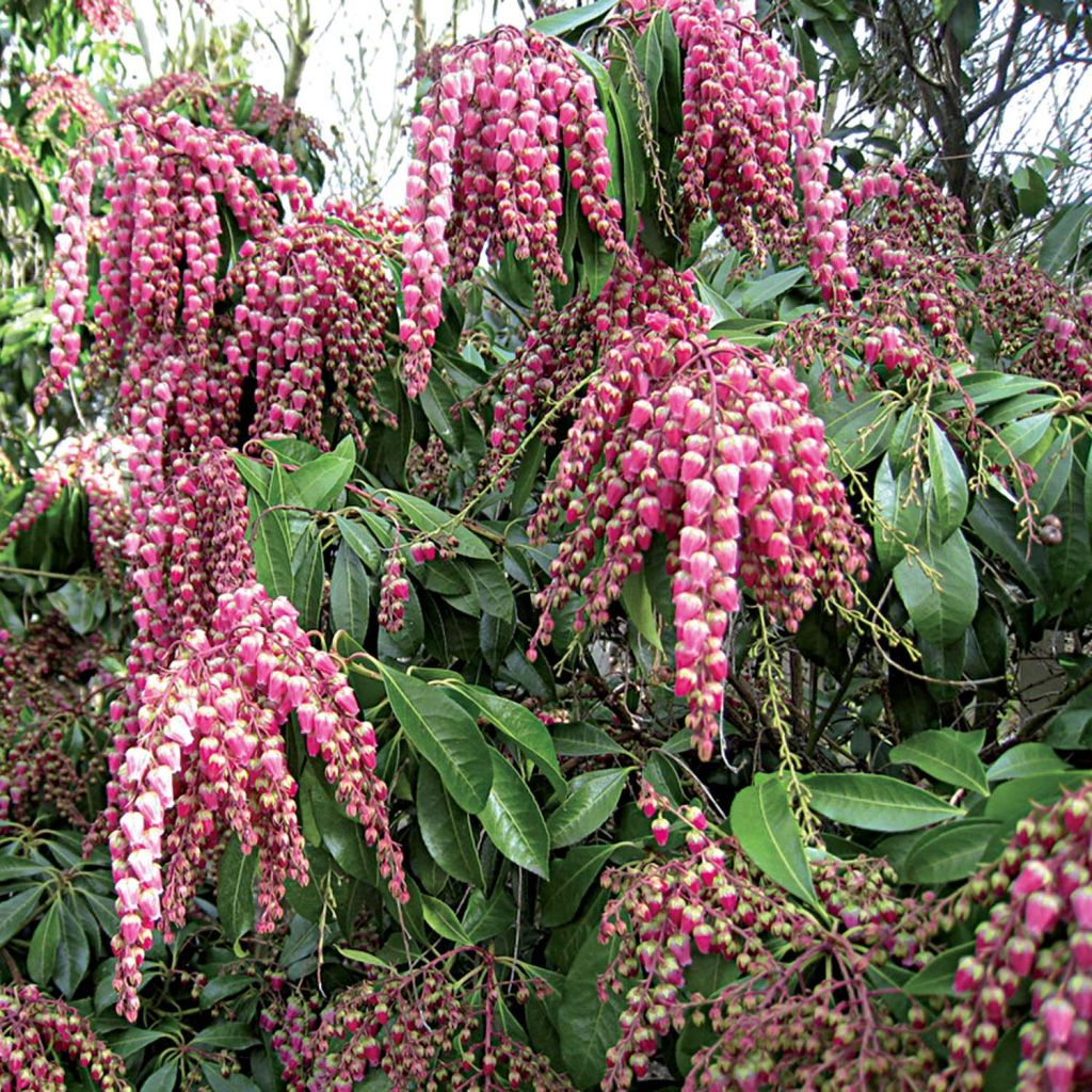 Andromède du Japon - Pieris Japonica Valley Valentine