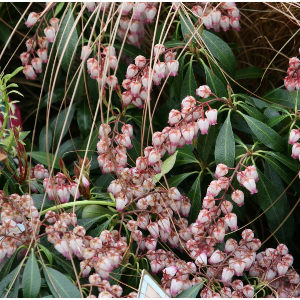 Andromède du Japon - Pieris japonica Katsura