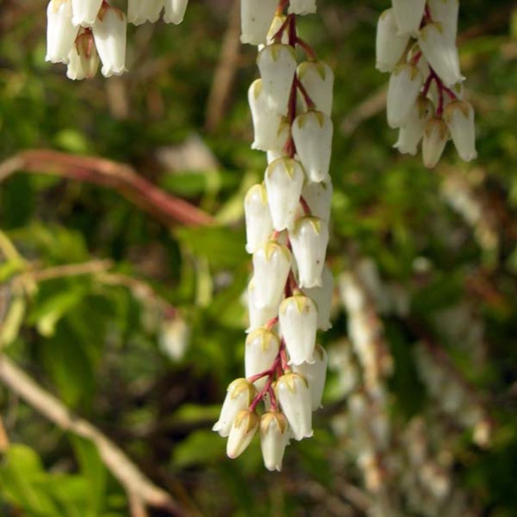 Andromède du Japon, Pieris Japonica Mountain Fire