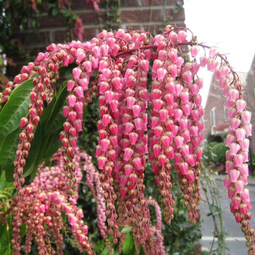 Andromède du Japon, Pieris Jap.Valley Valentine