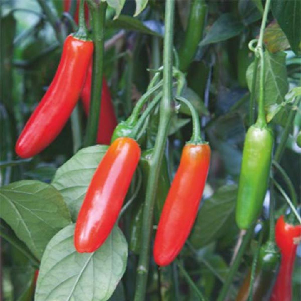 Piment fort rouge - CAPSICUM annuun 'de Cayenne' - Fleurir son jardin