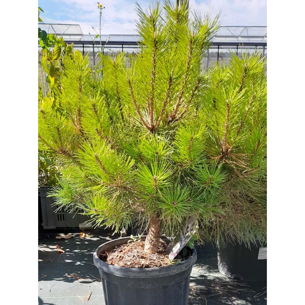 Pinus nigra Pierrick Brégeon  - Pin noir