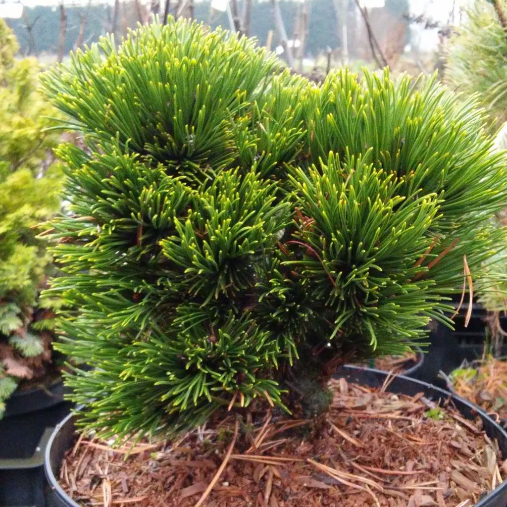 Pinus heldreichii Schmidtii - Pin de Bosnie                      