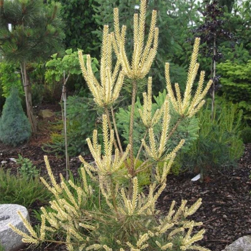 Pinus sylvestris Bialogon - Pin sylvestre nain