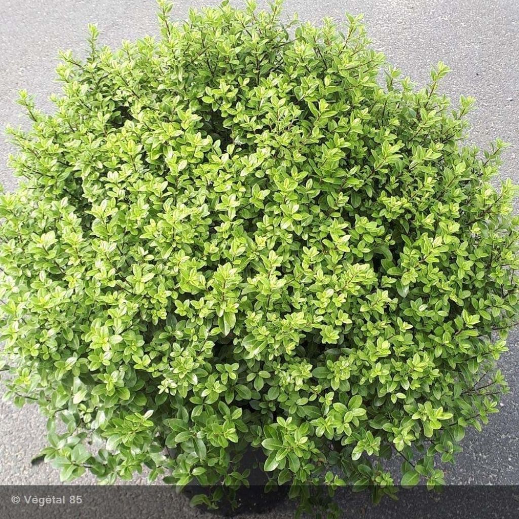 Pittosporum tenuifolium Midget