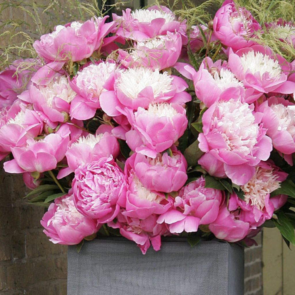 Pivoine lactiflora Bowl of Beauty