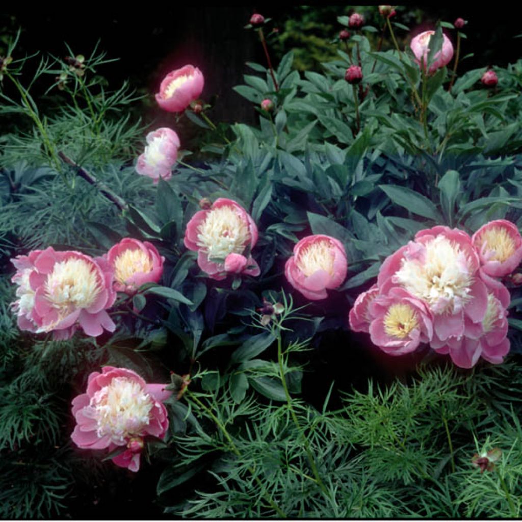 Pivoine lactiflora Bowl of Beauty