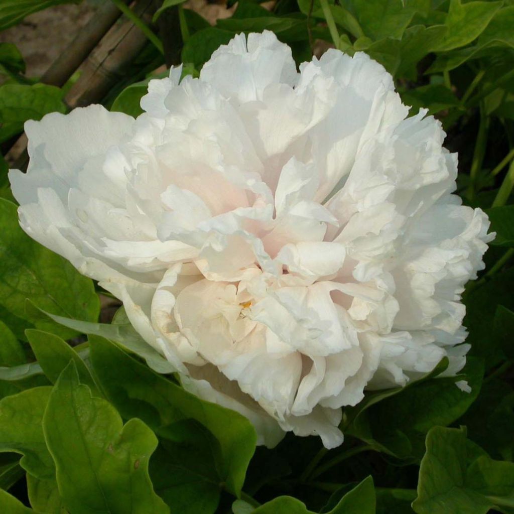 Pivoine arbustive Xue Ta - Paeonia suffruticosa